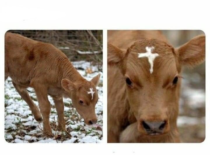 holy cow.jpg